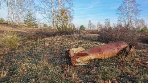 Wildnis auf einem ehemaligenTruppenübungsplatz in Brandenburg