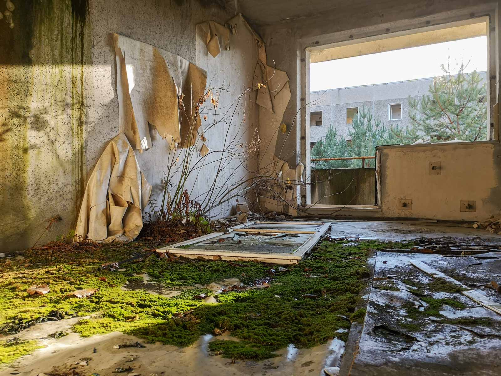 Birken in Plattenbauwohnung in -Little Prypjat- in Deutschland